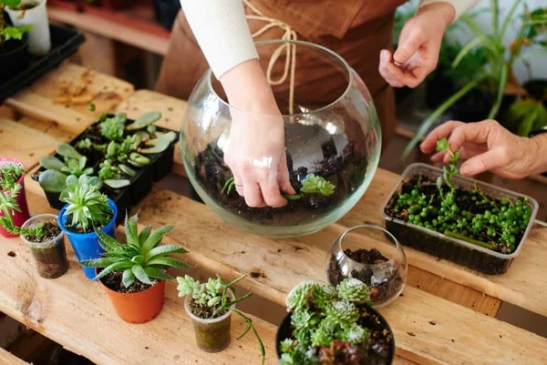 تراریوم یا باغ شیشه ای 