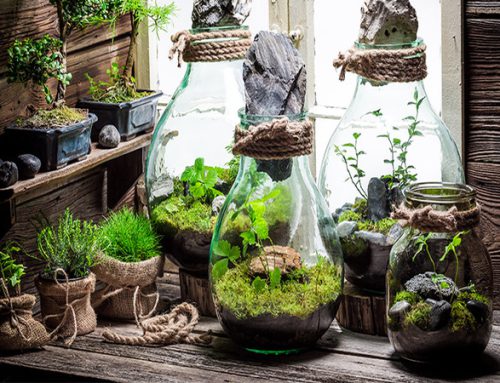 چگونه یک تراریوم یا باغ شیشه ای بسازید؟